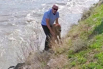 Park officials said they were trying to identify a man who moved the calf after it was separated from its mother and herd, causing the herd to reject it.