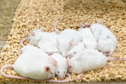 Experiments offer an intriguing hint at technology that could induce torpor in humans in the future.