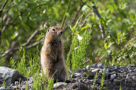 Climate change appears to be disrupting the hibernation of females in the Far North, scientists say, and that could affect mating season.