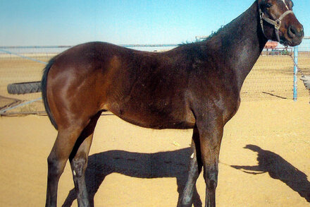 The Horseracing Integrity and Safety Authority called a summit of veterinarians in response to the deaths of 12 horses at Churchill Downs.