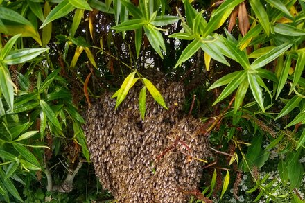 It’s swarming season in Britain, with honeybee colonies splitting in half in search of new homes. This year, beekeepers say they are getting an unusually high number of swarm sightings.