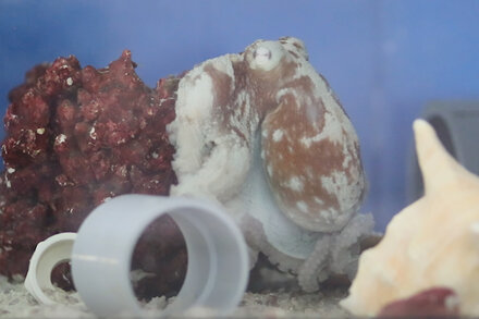 In a study that has yet to be peer-reviewed, scientists documented behavior in a captive cephalopod that they say looks very similar to a bad dream.