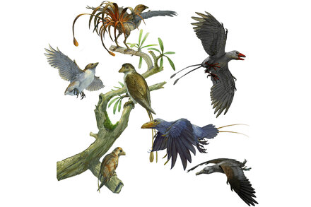 It took 150 million years for feathered dinosaurs to master flight and become the birds we see overhead today.