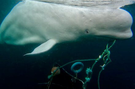 A beluga whale named Hvaldimir was first spotted in 2019 wearing what looked like a camera harness. He has recently been moving toward busier waters, prompting fears for his safety.