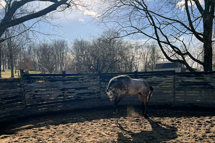 After the deaths of a dozen thoroughbreds at the Louisville, Ky., track, officials are changing policies that may have incentivized trainers to race vulnerable horses.