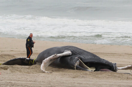 The animals, observed floating off Long Island and Staten Island this week, were the latest casualties of a species that faces many threats.