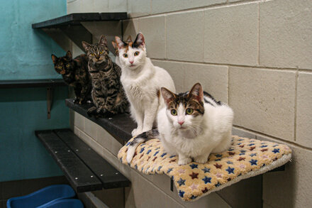 A small study uses genetic engineering with the goal of curbing vast stray feline populations.
