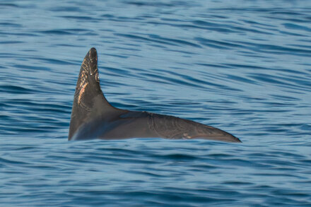 The latest scientific survey of vaquitas, one of the planet’s most imperiled species, suggests that new conservation measures are working.