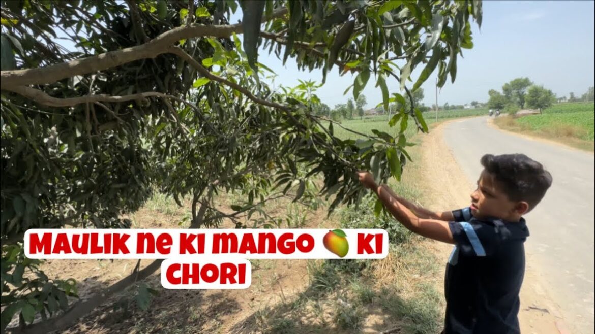 Maulik was a mango thief! Story of family trip