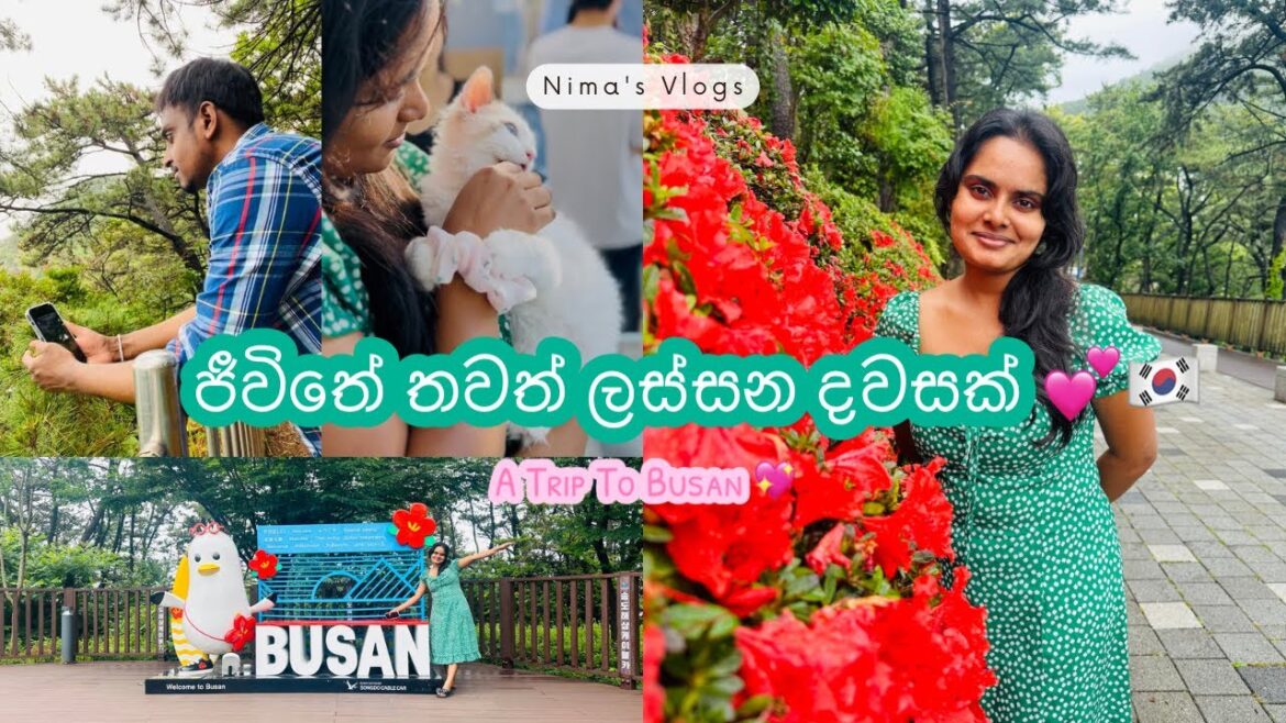 ජවත ලසසන දවසක   | A Trip to Busan  |