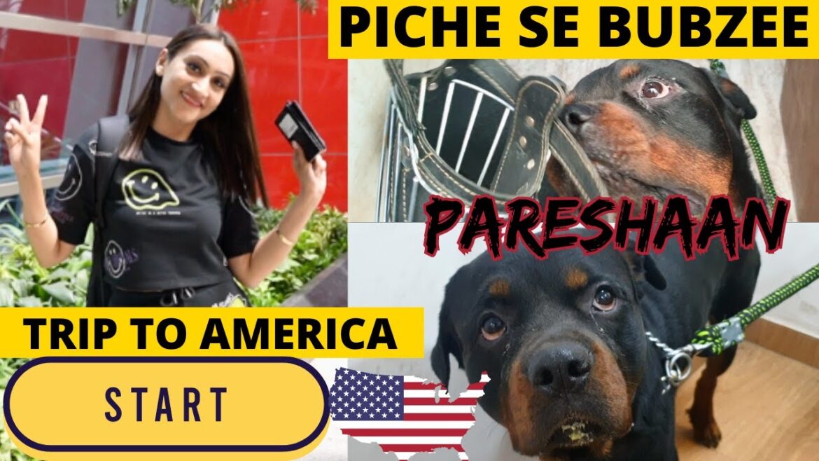 American trip start! Rotweiller’s babysie has palingen from behind! | US Blog Series Episode 1