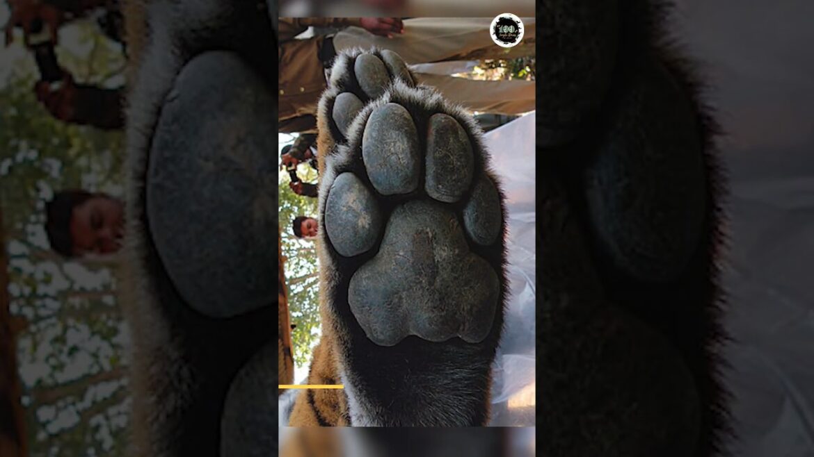 Follow the footprint of the jungle tiger! 🐯 | Part 1 | #shorts