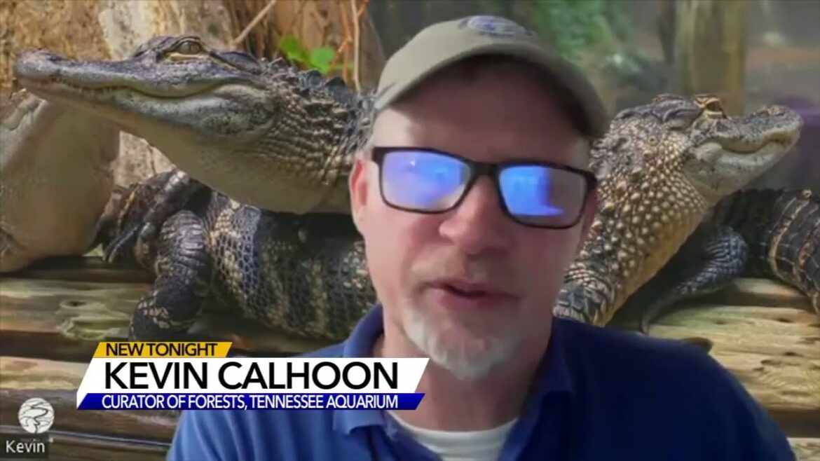 Western North Carolina’s camp trip and recovered after the infant was bitten by a viper