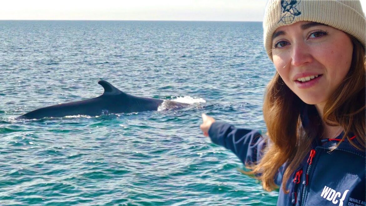 I traveled 100 hours to find a whale!