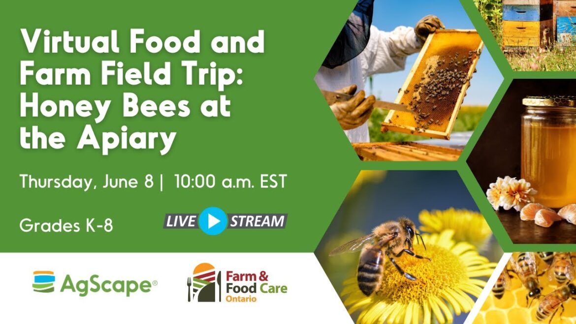 Live video online! Appearance tour where honey honey is very active! !