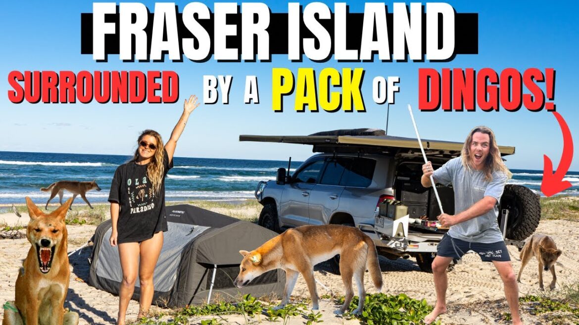 A terrible “Dingo” encounter on Fraser Island / K ‘ GARI -A single trip once in a lifetime! 4×4 Beach Camp & Fishing