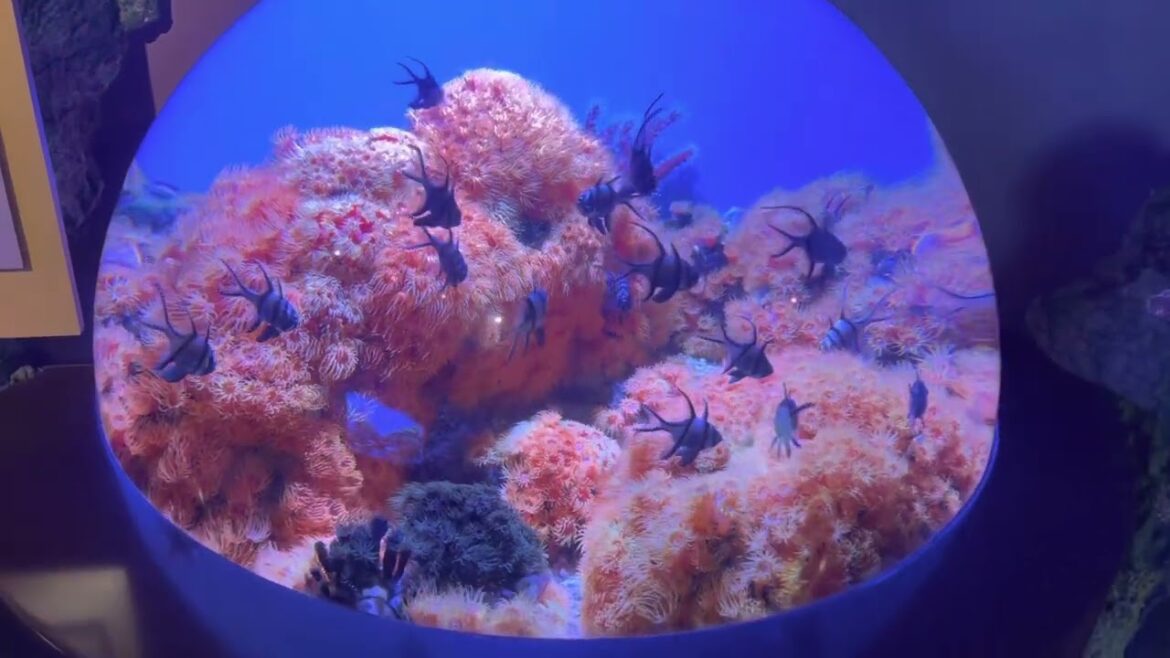 Travel to Monterley Bay 2023