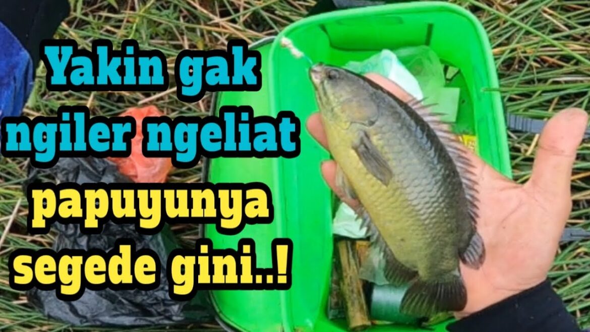 Moment Trip Mancing Dua Hari Di Sarang Papuyu Babon ..