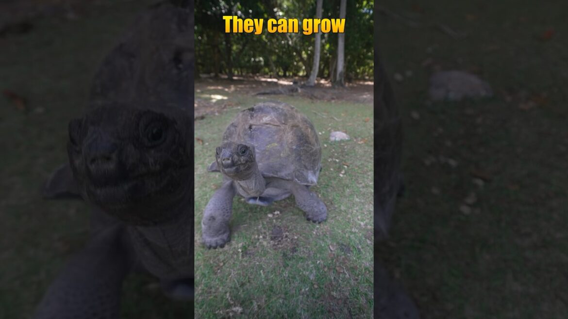 Dance with a big turtle! #Educational #Dance #Travel