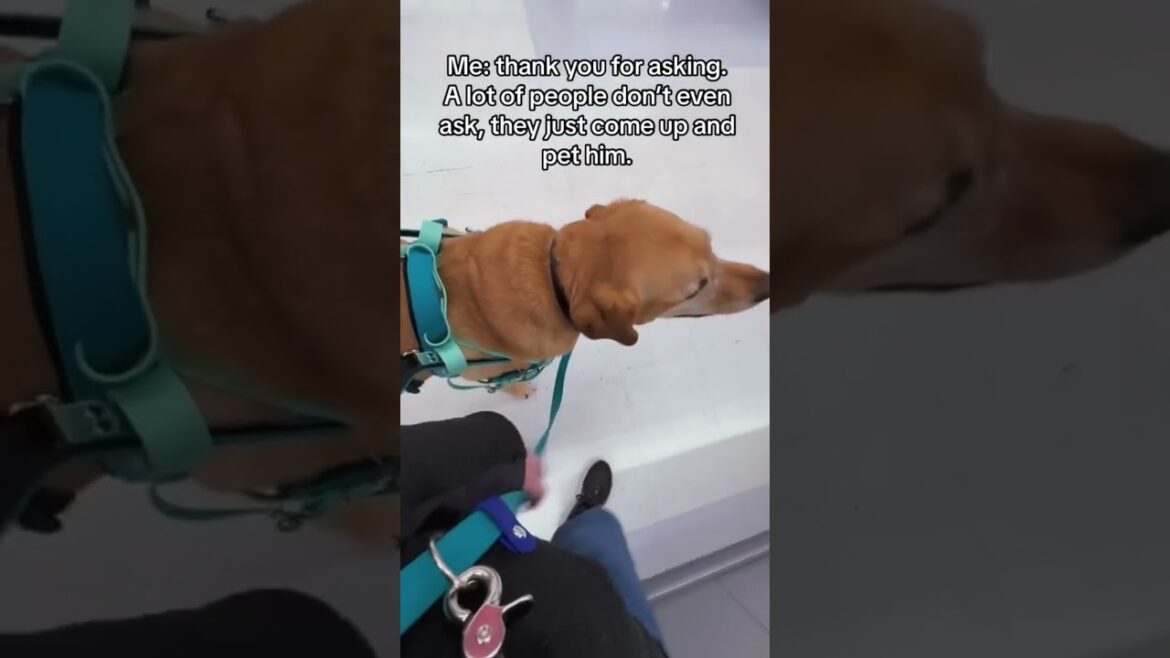 Take a look at an elementary trip to Walmart with us #Service dog #fyp #Foryou