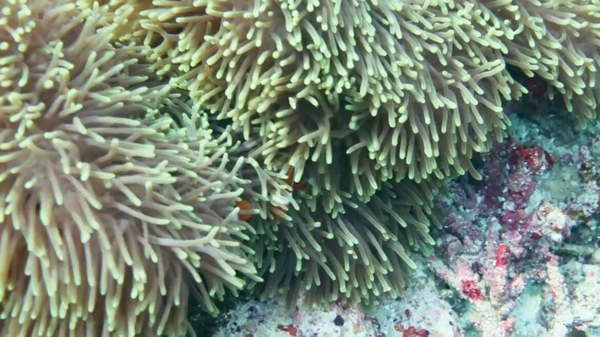 Philippine rice fields and scuba diving trips
