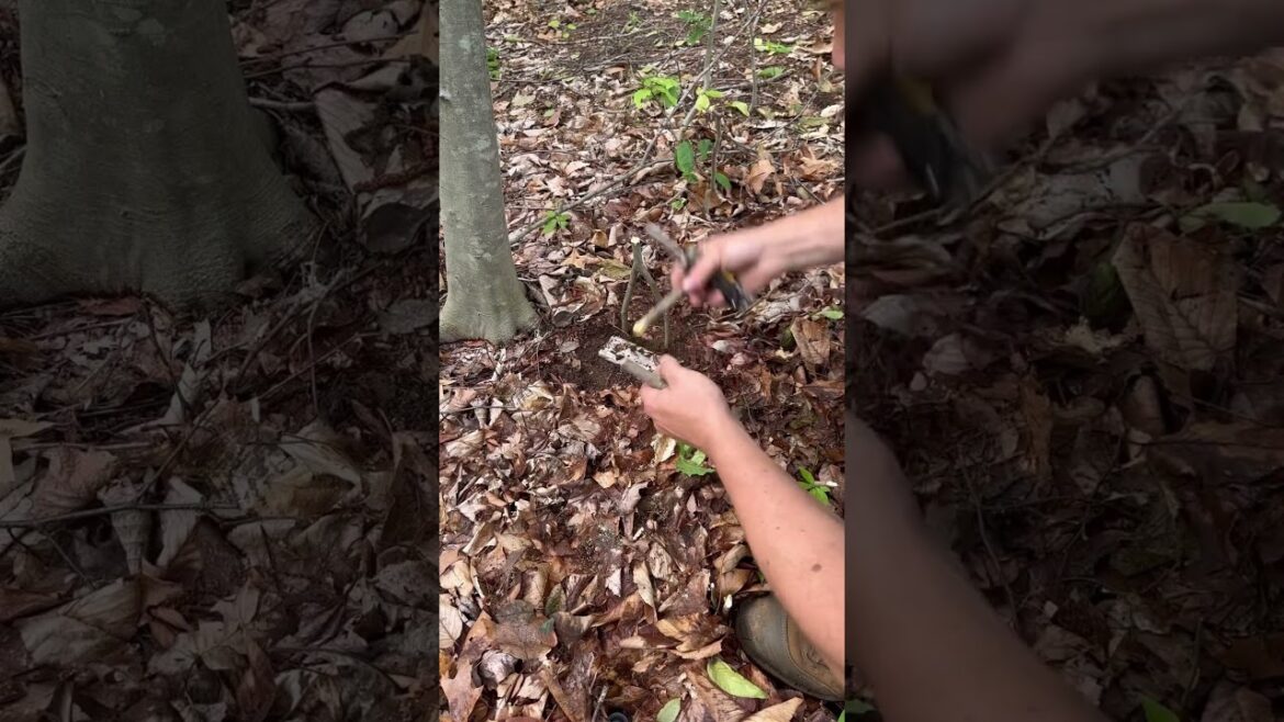 Trip wire alarm part 2! #Survival #Survival technique #Hiking #Camp
